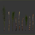 Multiple Green Plants With Slender Stems And Brown Buds On Dark Background
