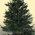 Evergreen Tree With Dense Green Foliage And Strong Trunk In Light Background