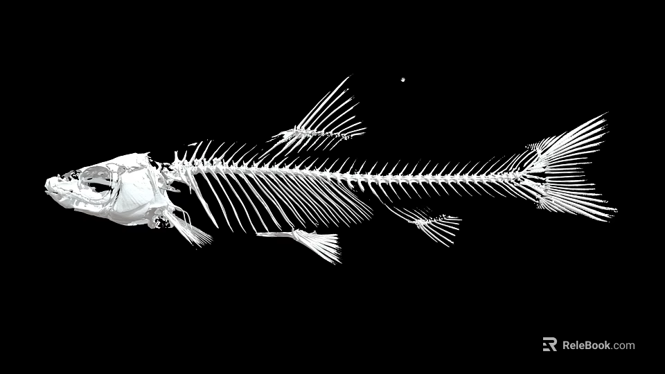 Detailed Aquatic Animal Fish Skeleton Structure On Black Background With Bone Anatomy 3d model 