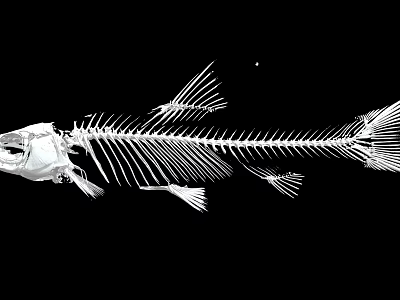 Detailed Aquatic Animal Fish Skeleton Structure On Black Background With Bone Anatomy 3d model