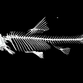 Detailed Aquatic Animal Fish Skeleton Structure On Black Background With Bone Anatomy