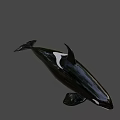 Realistic 3D Orca Model With Shiny Black And White Surface And Gradient Pastel Background 3d model