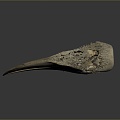 Parrot Skull Hawk Skull Bird Skull Bird Fossil Life Supplies 3d model