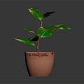Potted Houseplant With Variegated Green Leaves And Yellow Edges In Terracotta Pot On Dark Background