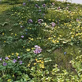 Vibrant Flower Meadow With Yellow Purple Flowers Green Grass And Lush Plants