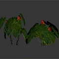 Green Leafy Plants With Large Green Leaves And Red Flowers On Dark Background