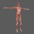 Detailed Human Muscle Organ Anatomy 3D Model Showing Full Body Structure