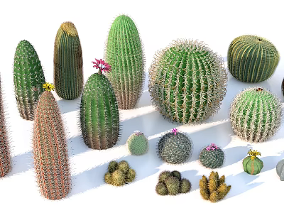 Diverse Succulent Plant Arrangement Featuring Spiky Round Small Large Cacti And Miniature Varieties 3d model