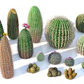 Diverse Succulent Plant Arrangement Featuring Spiky Round Small Large Cacti And Miniature Varieties