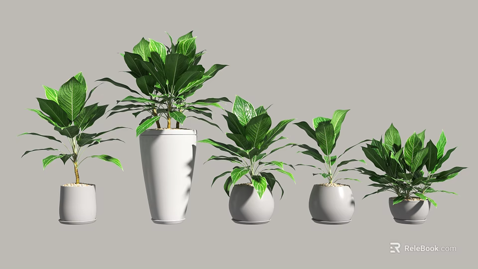 Lush Bonsai Potted Plants in White Pots with Green Leaves and Various Sizes 3d model 