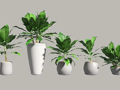 Lush Bonsai Potted Plants in White Pots with Green Leaves and Various Sizes 3d model