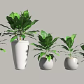 Lush Bonsai Potted Plants in White Pots with Green Leaves and Various Sizes