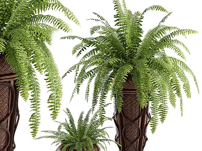 Lush Fern Potted Plants In Woven Texture Pots With Various Sizes 3d model