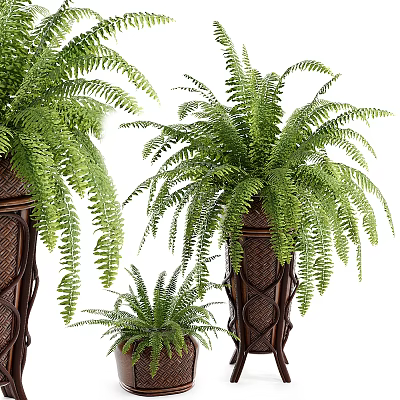 Lush Fern Potted Plants In Woven Texture Pots With Various Sizes 3d model