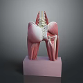 Medical Device Detailed Human Spine And Muscle Anatomical Model Display For Education