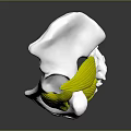 Female Pelvis 3D Medical Anatomical Model Showing Detailed Muscle Structure