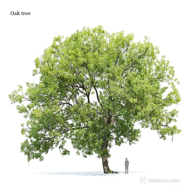 Lush Arbor Tree With Green Leaves Thick Trunk And Human Figure For Scale 3d model 