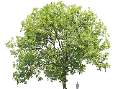 Lush Arbor Tree With Green Leaves Thick Trunk And Human Figure For Scale 3d model