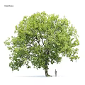 Lush Arbor Tree With Green Leaves Thick Trunk And Human Figure For Scale 3d model