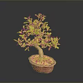 Bonsai Plant With Green Yellow Leaves Brown Trunk In Red Pebble Pot On Gray Background