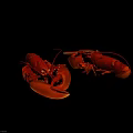 Two Red Reptile Lobsters With Large Claws On White Background 3d model