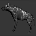 Spotted Hyena With Sleek Fur Standing On Smooth Surface Against Gray Background