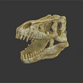 Detailed View Of Dinosaur Skull With Organ Structures And Hair Remnants
