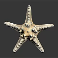 Detailed White Spiny Armed Starfish with Textured Surface and Reflection on Black Background