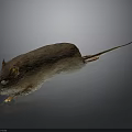 Brown Mouse Lying On Dark Surface With Long Tail Visible Ears And Eyes