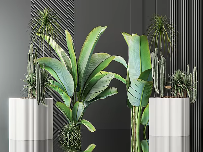 Modern Indoor Garden Decor With Large Banana Leaves Cacti And White Planters 3d model