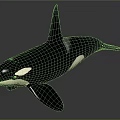 Orca Marine Animal Model With Black And White Body Dorsal Fin And Pectoral Fin