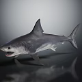 Realistic Shark With Open Mouth Sharp Teeth Dorsal Fin And Streamlined Body Structure 3d model