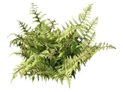 Lush Green Fern Plant With Feathery Leaves For Natural Garden Decoration 3d model