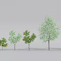 Modern Tree Fruit Tree 3d model