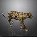 Leopard with yellow and black spotted fur walking on dark background with reflection 3d model