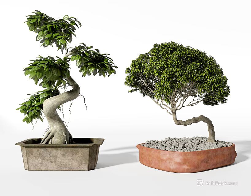 Bonsai Plants With Curved Trunks In Square Concrete And Round Terracotta Pots 3d model 