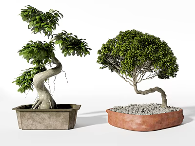 Bonsai Plants With Curved Trunks In Square Concrete And Round Terracotta Pots 3d model