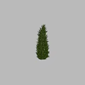 Evergreen Arbor With Lush Green Foliage And Tall Straight Trunk