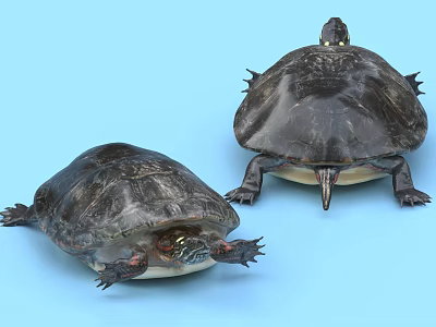 Reptile Turtle Pair Showing Front And Back Views With Dark Shell On Blue Background 3d model