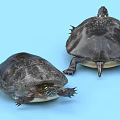 Reptile Turtle Pair Showing Front And Back Views With Dark Shell On Blue Background 3d model