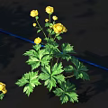 Golden Lotus Flowers Displaying Yellow Blooms And Lush Green Leaves In Garden