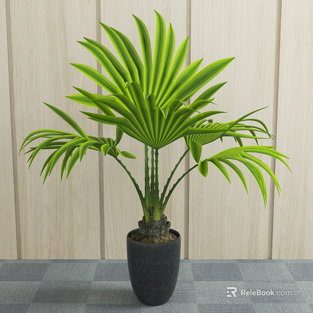 Potted Palm Plant With Large Green Fan shaped Leaves In Black Pot Against Wooden Wall 3d model 