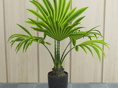 Potted Palm Plant With Large Green Fan shaped Leaves In Black Pot Against Wooden Wall 3d model