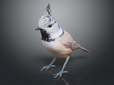 Unique Crested Bird With Grey And White Head Brown Body On Dark Background 3d model