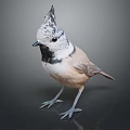 Unique Crested Bird With Grey And White Head Brown Body On Dark Background