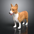 Cute Brown and White Corgi Standing Against Black Background With Clear Reflection