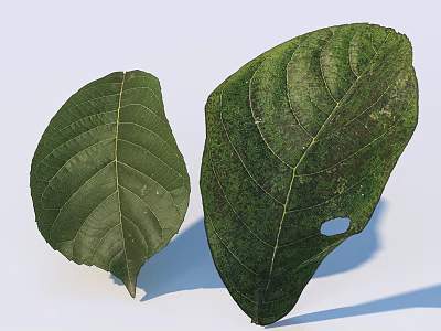 Two Green Leaves One Intact and One With Spots and Hole on White Background 3d model