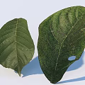 Two Green Leaves One Intact and One With Spots and Hole on White Background