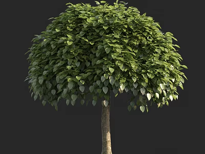 Lush Green Arbor With Round Canopy And Dense Foliage For Garden Landscaping 3d model