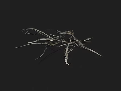 Delicate White Grass Like Plants With Thin Stems On Black Background 3d model
